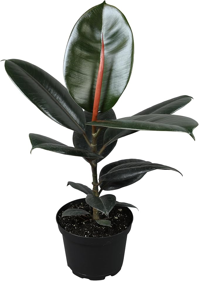 Burgundy Ficus Live Tree (Approx. 16" Tall) in 6 Inch Pot, Air Purifying Rubber Plant Decor, Easy Houseplants for Beginners by Plants for Pets