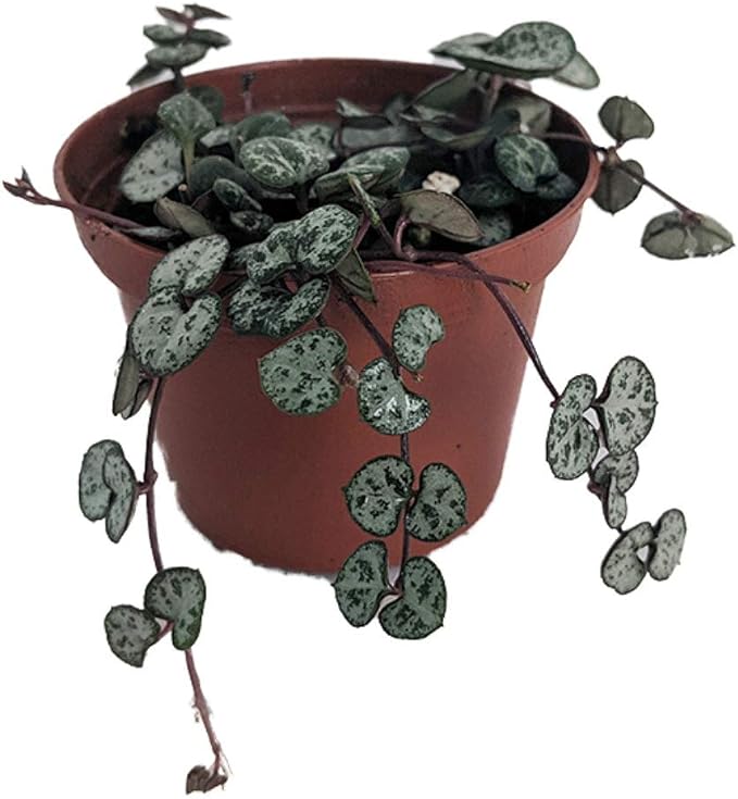 Rosary Vine - Ceropegia woodii - String of Hearts - 2.5" Pot - Collector' Series