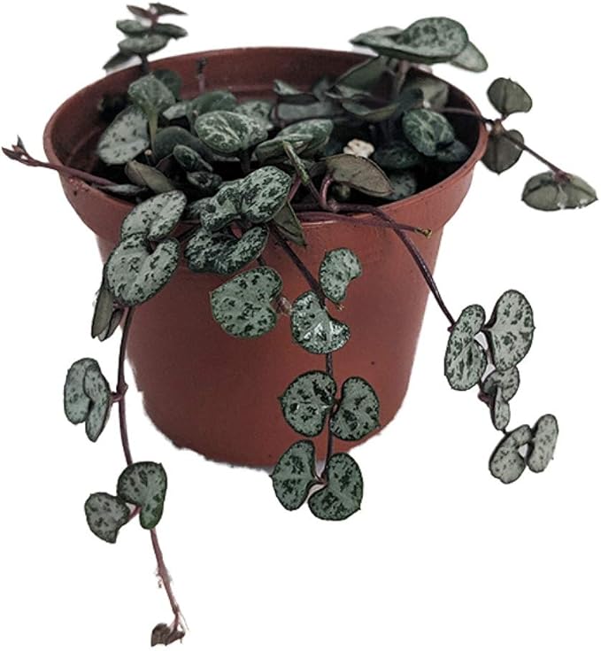 Rosary Vine - Ceropegia woodii - String of Hearts - 2.5" Pot - Collector' Series