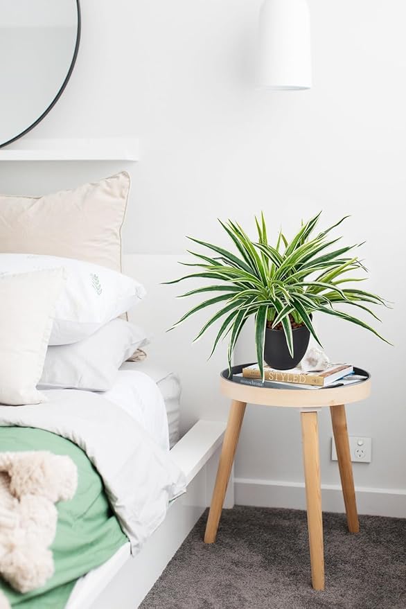 Fake Hanging Plant, Faux Spider Plant in Pot Artificial Grass Plants 12 Inch Faux Chlorophytum Comosum Potted Plants for Home Office Table Shelf Desk Kitchen Bathroom Bedroom Decor