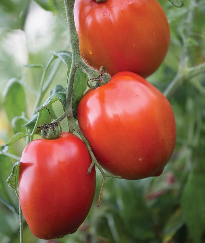 Burpee 'Big Mama' Hybrid, Large Red Paste Tomato, 50 Non-GMO Seeds