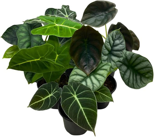 BubbleBlooms Alocasia Assortment Set, 6 Different Alocasias in 4 inch pots Grower's Choice