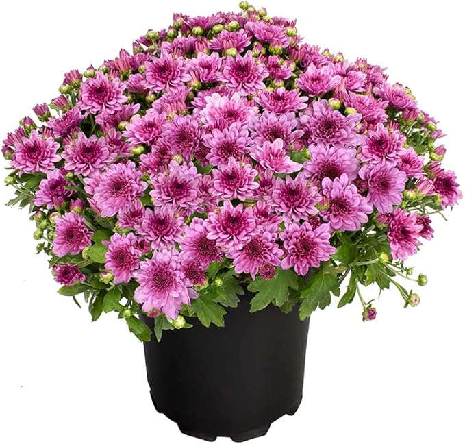 1G Pink Mum Plant, Chrysanthemum Flowers Gardening Fall Decor, Mums Plants Live, Fall Decorations Outdoor, Housewarming Gift Ideas, Floral Live Plants Indoor Plants Live Houseplants By Plants for Pets