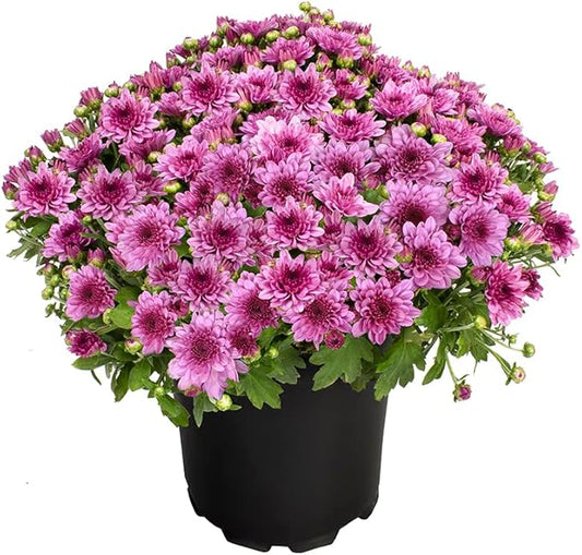 1G Pink Mum Plant, Chrysanthemum Flowers Gardening Fall Decor, Mums Plants Live, Fall Decorations Outdoor, Housewarming Gift Ideas, Floral Live Plants Indoor Plants Live Houseplants By Plants for Pets