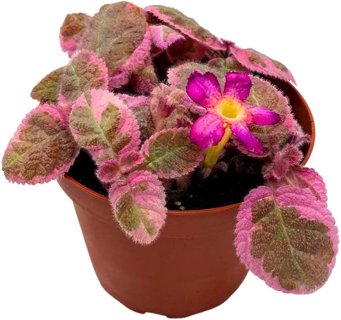 Episcia Pink Smoke Rare Variegated Flame Violet Flowering Gesneriad