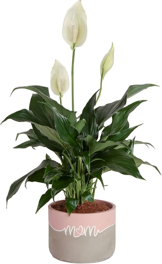Costa Farms Peace Lily Live Plant in Decorative Pot, Air Purifying Flowering Indoor Houseplant, Perfect for Home, Room, or Office Decor, Great House Warming or Birthday Gift, 14-24 Inches Tall