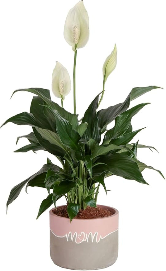 Costa Farms Peace Lily Live Plant in Decorative Pot, Air Purifying Flowering Indoor Houseplant, Perfect for Home, Room, or Office Decor, Great House Warming or Birthday Gift, 14-24 Inches Tall