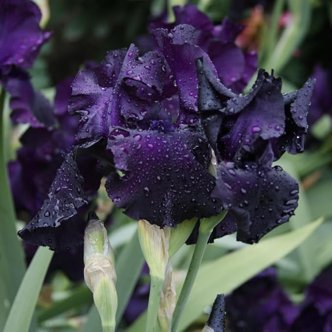 Anvil of Darkness Bearded Iris Flower Bulbs - 1 Rhizome per Pack - Attracts Butterflies and Hummingbirds - Deer Resistant - Good as Cut Flowers - Naturalizing - Perennializing