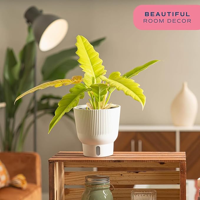 Costa Farms Philodendron Golden Crocodile Live Plant in Self Watering Pot, Air Purifying Indoor Houseplant, Home, Room, or Office Decor, House Warming or Birthday Gift, 12-18 Inches Tall