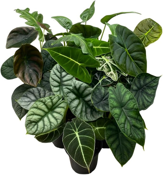 BubbleBlooms Alocasia Assortment Set, 4 inch pots, 10 Different Alocasias Frydek, Black Velvet, Maharani, Regal Shield, Bambino, Tiny Dancer, Serendiptiy