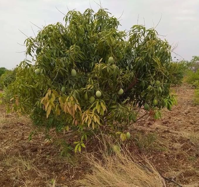 Mallika Mango Tree Live Plant for Planting – 3 to 4 Feet Tall in 3 Gallon Pot – Sweet Tropical Fruit Tree – No Ship to CA