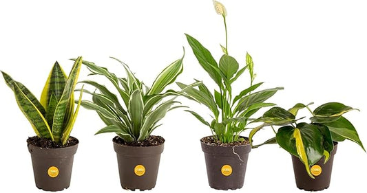 Costa Farms Live Indoor Plant Pack in Plastic Pots, Easy to Maintain, Air Purifying Indoor Houseplants, Assorted Varieties, Room or Office Decor, House Warming Gift, 8-12 Inches Tall, Pack of 4