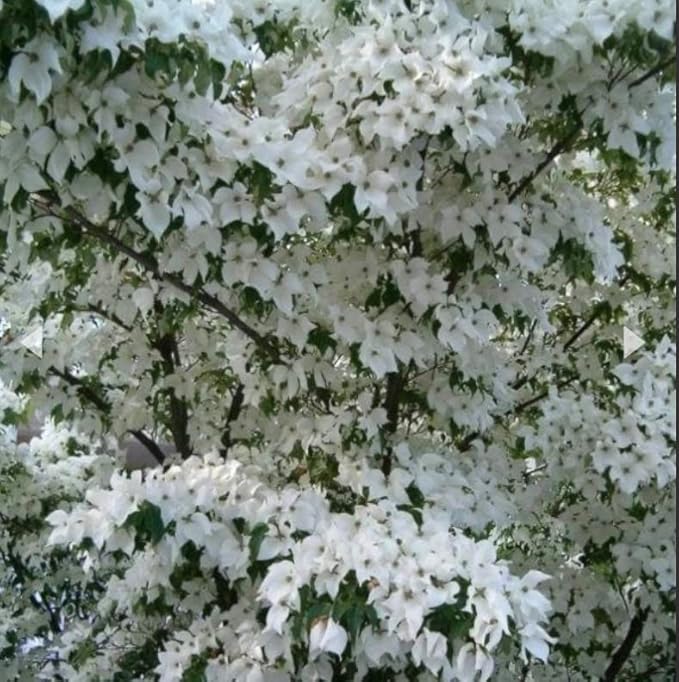 White Flowering Dogwood Tree - Huge 4 Inch Flowers - 2 to 3 Foot Live Plant