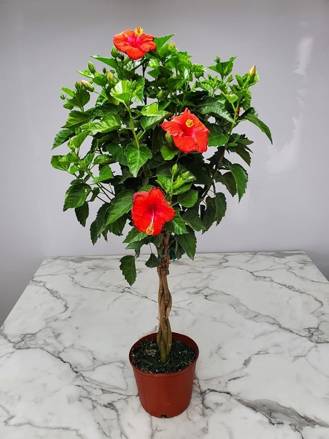 Braided Hibiscus Tree Live - Red President - Overall Height 38" to 44" - Tropical Plants of Florida (Plant Only)