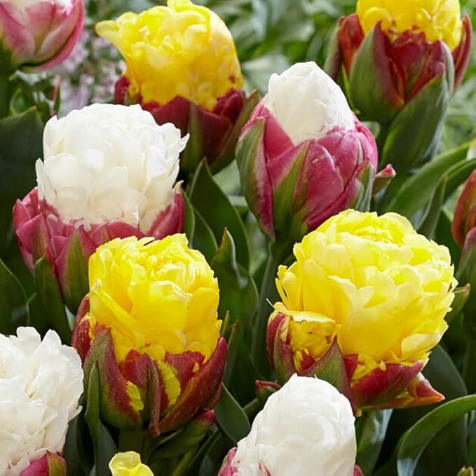Banana Split Ice Cream Double Tulip Bulb Mix for Planting - 5-Pack Tulipa Double Late Flower Bulbs - Plant in Gardens, Borders & Flowerbeds - Easy to Grow Fall Planted Flowers Bulbs by Willard & May