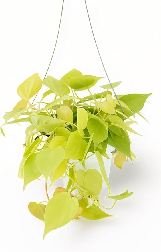Neon Pothos Live Plant - Trailing House Plants, Hanging Plants Live Houseplants, Vibrant Green Leaf Live Plants, Pothos Live Houseplants