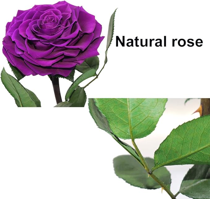Purple Roses Handmade Rose in Glass Dome, Preserved Flowers Never Withered, Birthday Gifts for Women (13 inch)