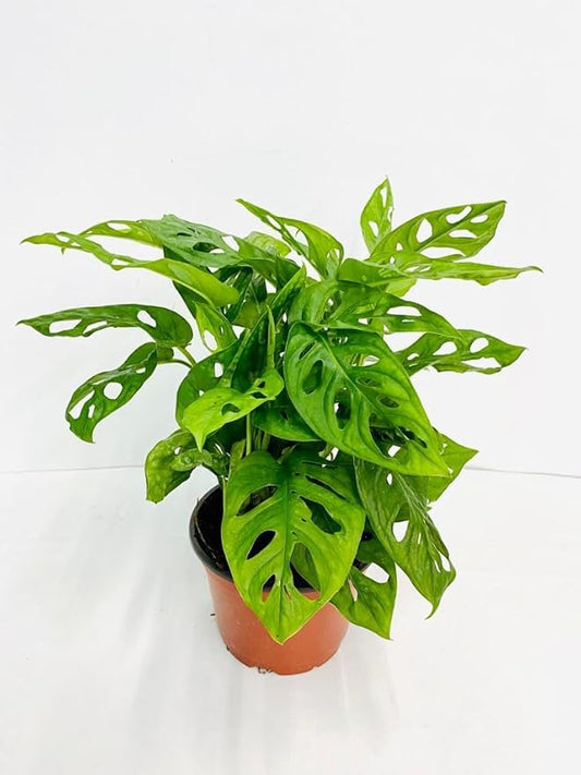 Monstera Swiss Cheese - Live Plant in a 4 or 6 Inch Growers Pot, Live Indoor, Easy to Grow, Easy to Care, and Low Maintenance Houseplant by Coollectiveplants (6" Pot)