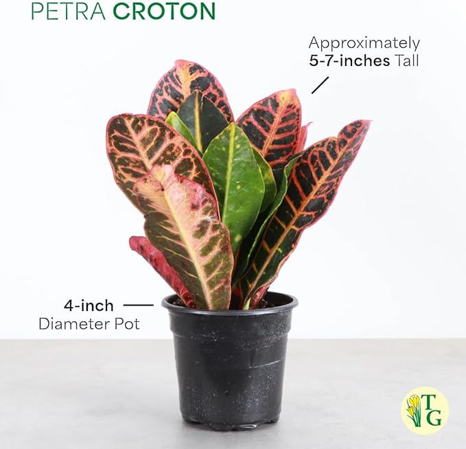 Thorsen's Greenhouse Live Petra Croton Plant, Codiaeum Variegatum, Colorful Foliage, Live Indoor Houselant (Gold, 4-inch Pot)