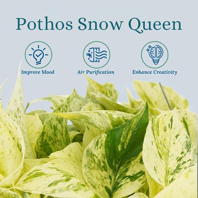 Pothos Snow Queen Live Plant - Rare Houseplant for Home Decor - Snow Queen Pothos - Trailing Plants Live Houseplants - Pothos Live Plant
