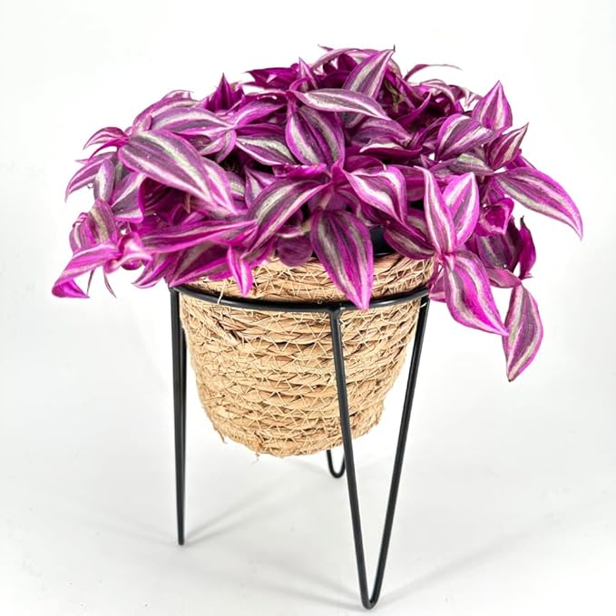 Pink Wandering Jew Live Plant, Tradescantia Zebrina Live Plant, 4" Pot, Purple Pink Paradise Leaves, Air Plant for Home and Office Indoors Outdoors