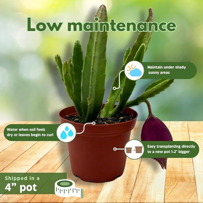 BubbleBlooms Stapelia leendertziae Black Bell Huernia in a 4 inch Pot Carrion Flower Maroon Cup Starfish