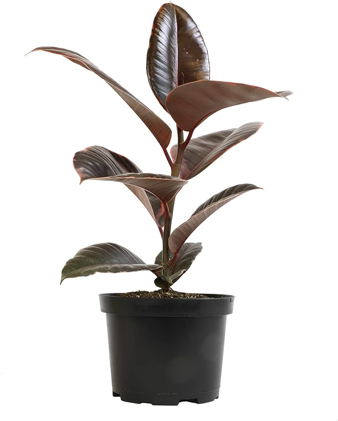 Variegated Ficus 'Ruby' Rubber Plant in 6" Grower Pot, Real Houseplants for Home or Office, Easy to Grow Live Houseplants by Plants for Pets