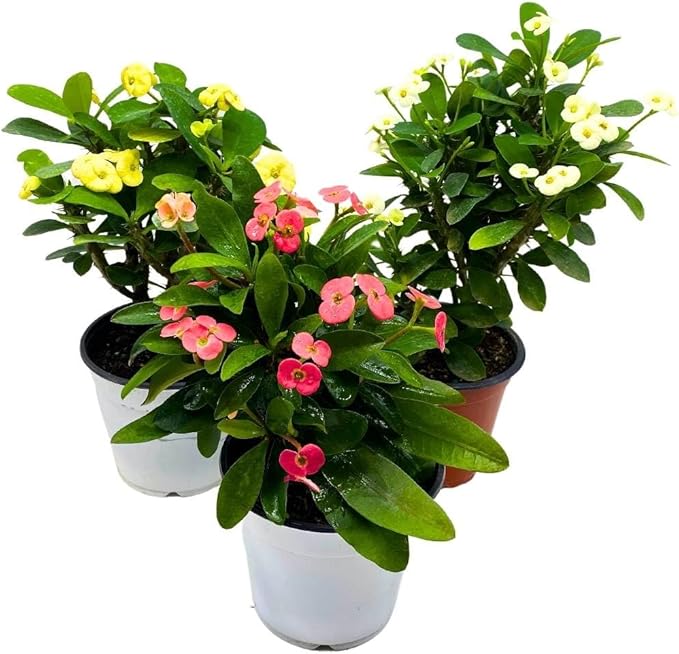 BubbleBlooms Crown of Thorns, Euphorbia milii Assortment, Set of 3 in 4 inch pots, Crown-of-Thorns Plant, Christ Thorn