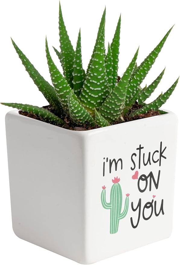 Costa Farms Haworthia Live Plant in Decorative Pot, Easy to Maintain Succulent Indoor Houseplant, Perfect for Home, Room, or Office Decor, Great House Warming or Birthday Gift, 2.75-6 Inches Tall