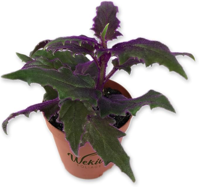 Purple Passion Plant - Royal Velvet Plant - Live Starter Plant in a 2 Inch Pot - Gynura Aurantica - Rare Indoor Houseplant