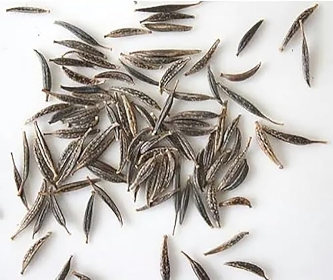 1000 Dazzler Red Cosmos Seeds - Long Blooming