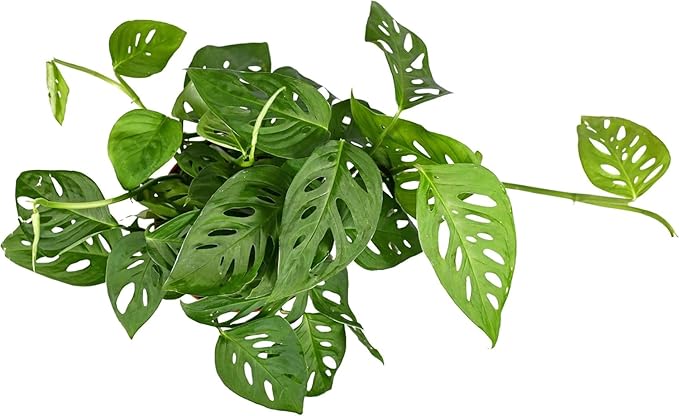 Shop Succulents Monstera Adansonii Hanging Plant, Live Indoor Plant, Easy Care Hanging Swiss Cheese Houseplant in Nursery Pot, Air Purifying Plant in Soil, Housewarming, Home Décor, 6" Pot