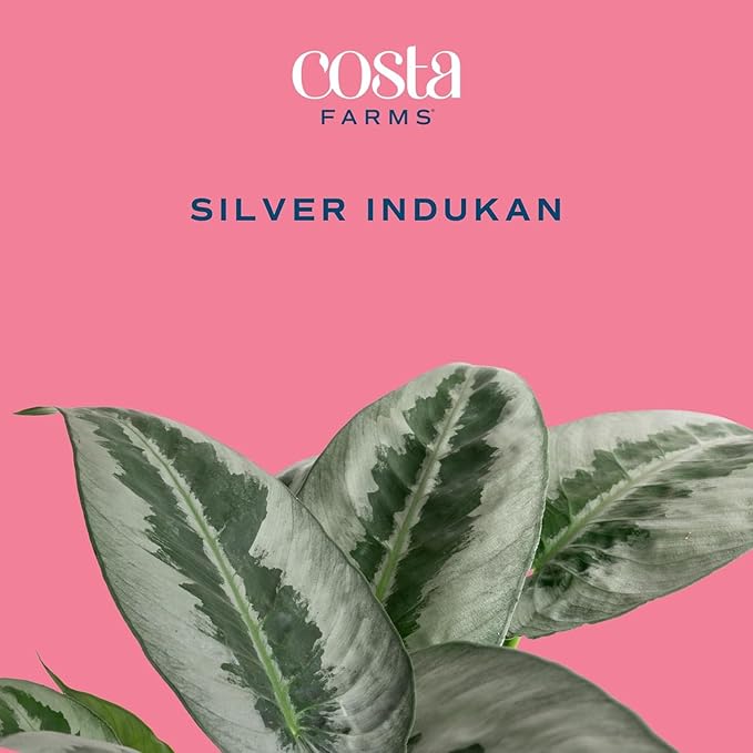 Costa Farms Silver Indukan Live Plant in Self Watering Pot, Indoor Houseplant, Perfect for Home, Room, or Office Decor, Great House Warming or Birthday Gift, 12-14 Inches Tall