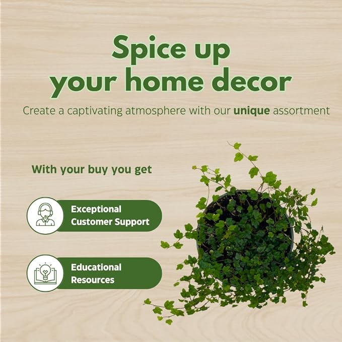 BubbleBlooms String of Frogs in a 4 inch Pot Ficus pumila Quercifolia, Oakleaf Creeping fig