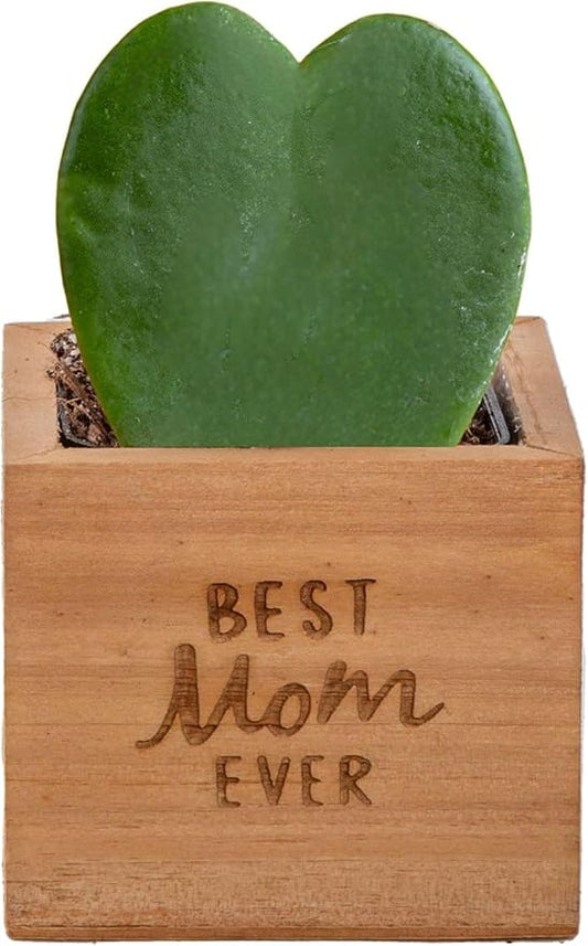 Costa Farms Hoya Heart Live Plant in Decorative Pot, Easy to Maintain Succulent Indoor Houseplant, Perfect for Home, Room, or Office Decor, Great House Warming or Birthday Gift, 5 Inches Tall