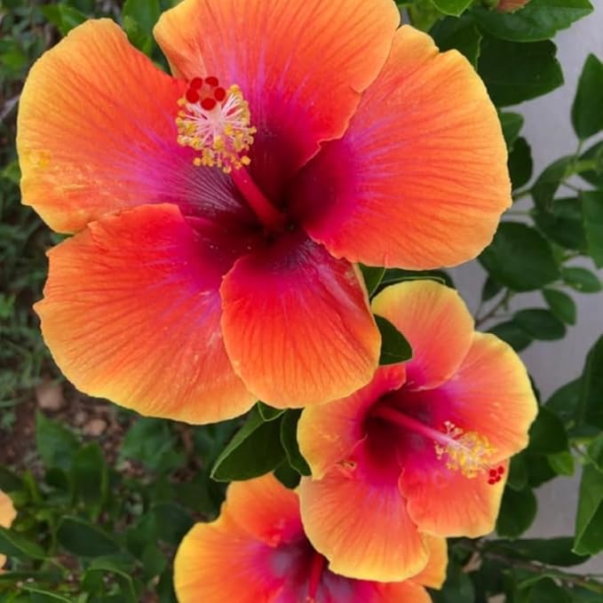 Hardy Hibiscus Plants Live, Sunset Hibiscus Plant, Hibiscus Live Plant, 8 to 10 Inc Tall Seedling