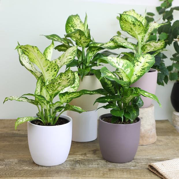 Premium Dumb Cane Potting Soil Mix - Ideal Blend for Growing Robust and Healthy Dumb Cane Plants - 20 Quart