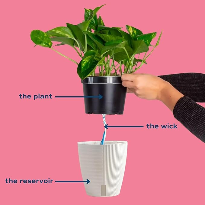 Costa Farms Monstera Cobra Live Plant, Rare Unique Live Indoor House Plant in 6-Inch Self-Watering Houseplant Pot, Potting Soil, Trending Tropicals Plants, Room and Home Decor