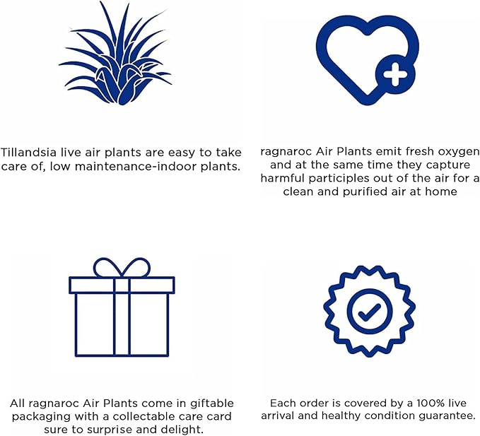 Air Plants - Tillandsia Straminea Jumbo 6-9" - 2ct - Live Arrival Guaranteed - House Plants for Home Decor & Gift