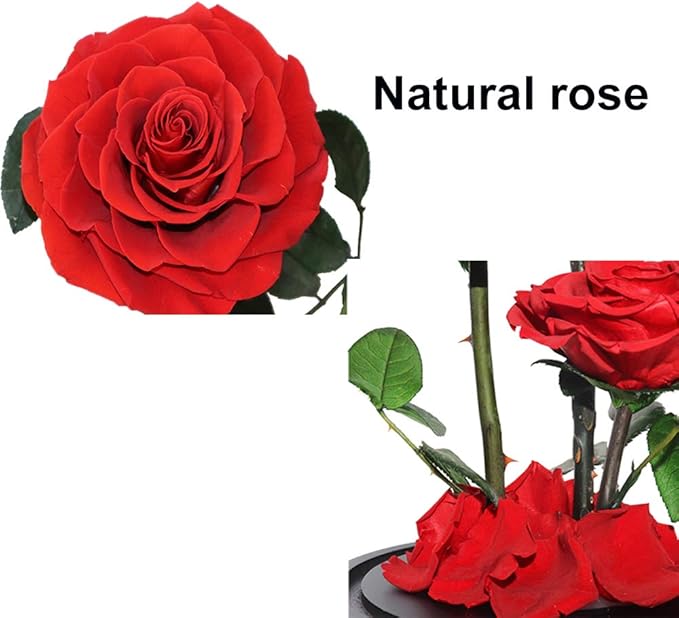 Perfectione Roses Handmade Preserved Rose in Glass Dome, Red Roses, Birthday Gifts for Women