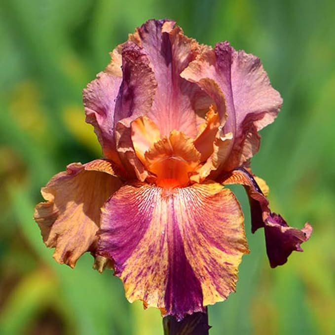 Coyote Ugly Bearded Iris Flower Bulb - Pleasantly Scented - Attracts Butterflies and Hummingbirds - Deer Resistant - Good as Cut Flowers - Easy to Grow Live Plants - Outdoor Garden