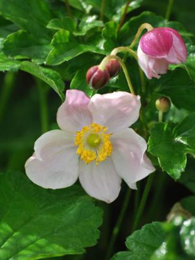 Perennial Farm Anemone x Hybrida 'September Charm' – Live Windflower in #1 Container, Single Soft Pink Blooms, Long Blooming, Deer Resistant, Ideal for Borders, Shade & Pollinator Gardens
