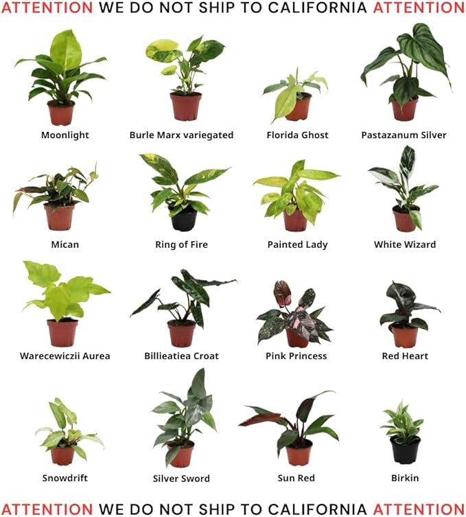 Philodendron Collection 4" Pot, Grower's Pick, Indoor Plants, Easy Care Houseplant, Starter Plant, Live Indoor, Easy to Grow - Beginner Plant by CoollectivePlants (8 Pack)