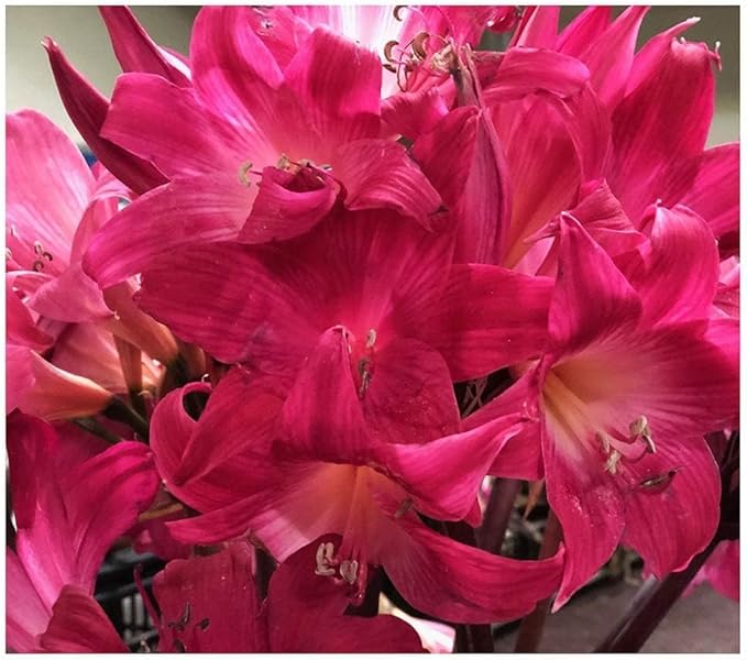 Naked Ladies Amaryllis Belladonna - 3 Medium Pink Bulbs - Beautiful Pink Blooms for Outdoor Gardens - Stunning Perennial Flowering Plant