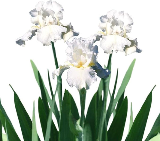 Easy to Grow Bearded Iris Immortality - 3 Plant Bulbs Rhizomes, Flowers in Spring to Fall, Full Sun Low Maintenance