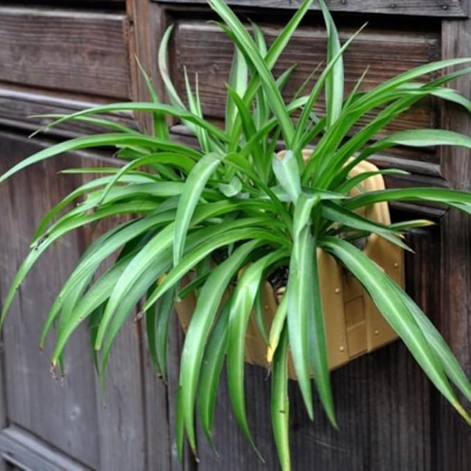 2 Live Spider Plants, Green Spider Plants Live House Plants for Gardening Indoor Outdoor, 4 Inc Pot