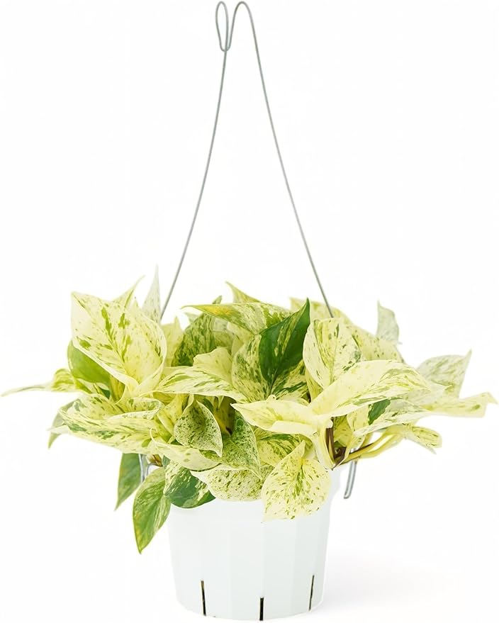 Pothos Snow Queen Live Plant - Rare Houseplant for Home Decor - Snow Queen Pothos - Trailing Plants Live Houseplants - Pothos Live Plant