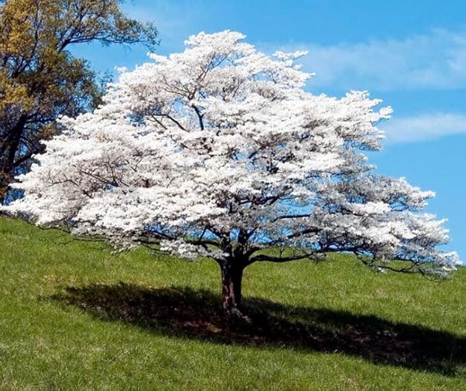 White Flowering Dogwood Tree - Huge 4 Inch Flowers - 2 to 3 Foot Live Plant