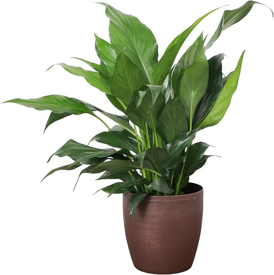 Thorsen's Greenhouse Live Peace Lily Plant, Spathyphylum, Low Light, Natural Air Purifier Live Indoor Plant, 4" Diameter Pot (Copper, 4-inch Pot)