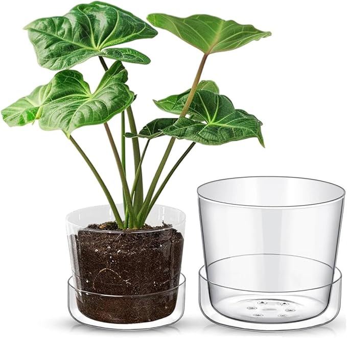 Sheer Glass Pot Planter with Drainage Holes & Tray - Decorative & Modern for All House Plants (6 & 8 Inches)